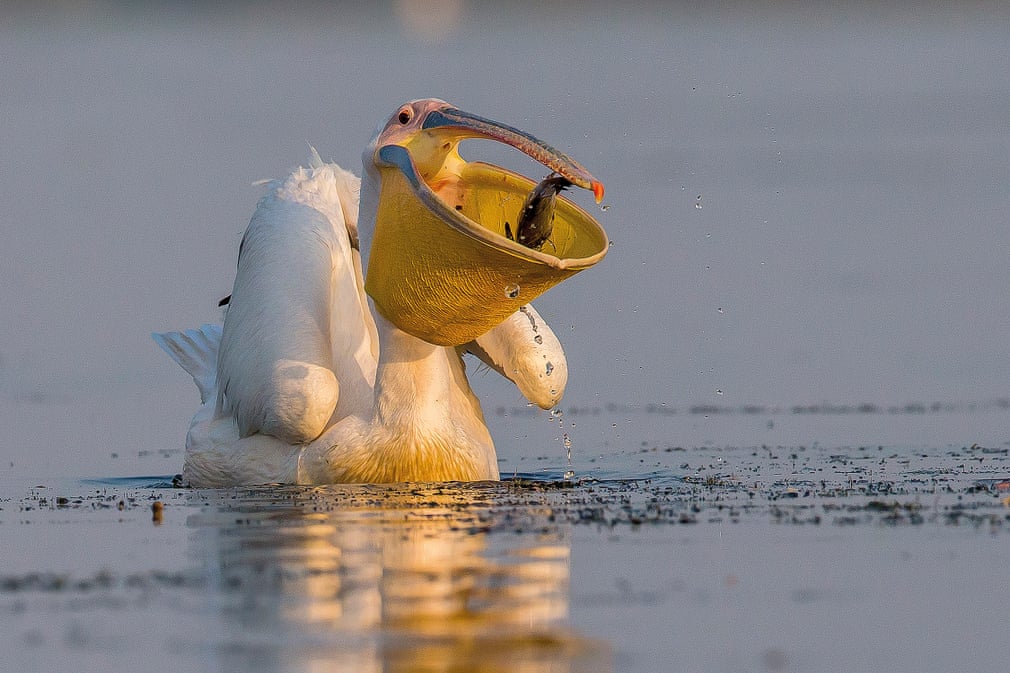 ภาพ Daily basket โดยช่างภาพ Ionel Onofras