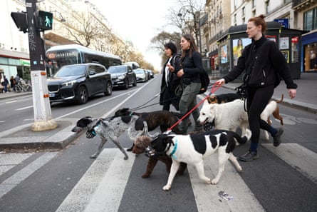 People walk dogs on a pedestrian crossing in Paris, France