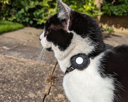Black-and-white cat outdoors with a large plastic disc on its collar