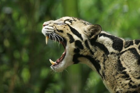 Uma visão lateral de um leopardo nublado com a boca aberta e suas presas expostas