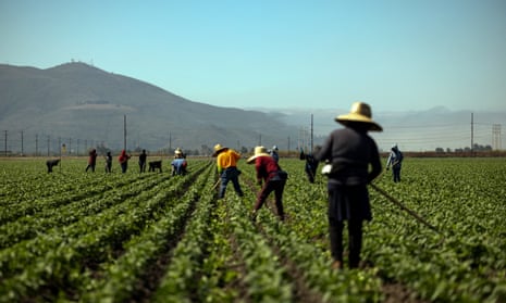 People in field bend to pick bell peppers