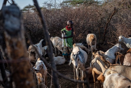 William herds cattle in Samburu.