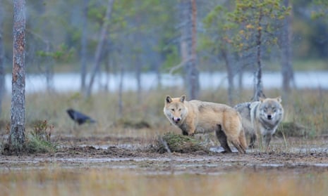 Two European Grey wolves (Canis lupus) and Common raven (Corvus corax) Kuhmo, Finland