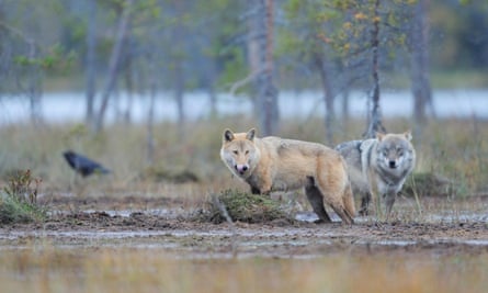 Two European grey wolves in Finland. As Wolf numbers have flourished, they have come into conflict with humans.
