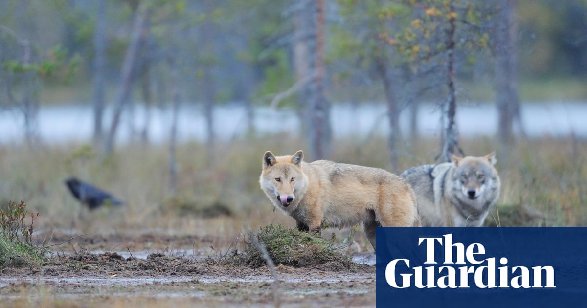 Swedish government aims to cull wolf population by as much as half