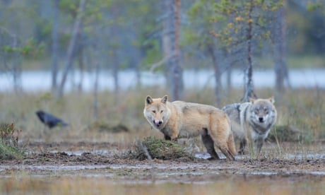 Hunters go home empty-handed on first day of Sweden’s biggest wolf cull ...