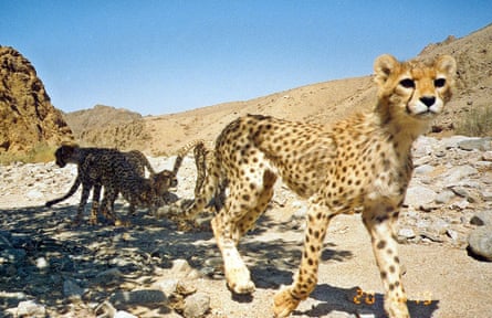 Asiatic cheetahs in Iran.