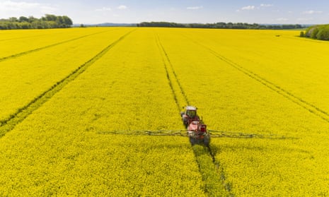 Oilseed rape is by far the most widely grown UK crop whose seeds have been treated with neonicotinoids. The flowers are visited by bees, and are now widely blamed for killing these bees.