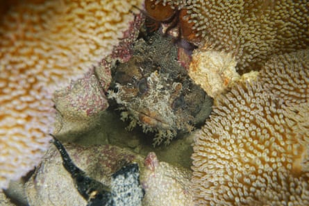 A bocon toadfish