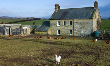 Traditional stone farmhouse, chickens, Glaisdale, Yorkshire, UK.A traditional stone farmhouse with poultry in the foreground. The farmhouse is situated in the heart of the North York Moors National Park near the village of Glaisdale, north Yorkshire, UK. The photo was taken late in the afternoon on a fine winter's day.