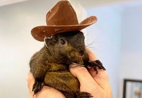 Марк Лонго держит свою спасенную белку Пинат, которую впоследствии изъяли сотрудники Департамента охраны окружающей среды Нью-Йорка.