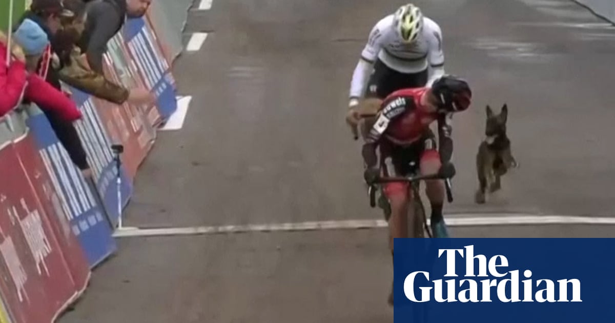 In third place, somebodys dog: canine chaos at Belgian cycling event – video