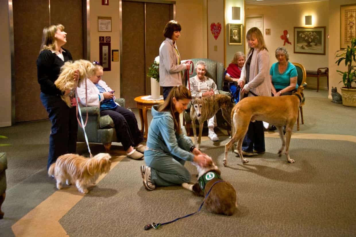 retirement home residents get a visit from several therapy dogs