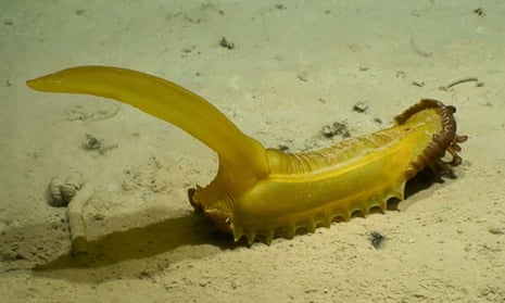 Newly discovered deep sea species Gummy squirrel (“Psychropotes longicauda”). 