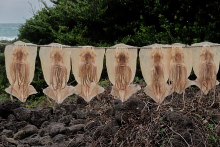 Squid hung from a line on scrub land near the sea