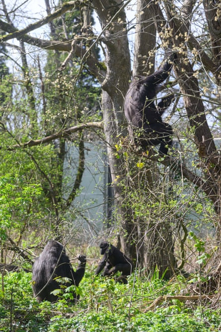 A gorilla climbing a tree and two gorillas on the ground below