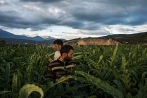 M pick up artichokes that will be transported and sold wholesale and retail at the market of Guidonia.