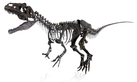 Rare dinosaur skeleton for sale – along with a chance to name species ...