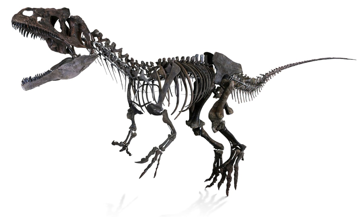 Rare Dinosaur Skeleton For Sale Along With A Chance To Name Species Dinosaurs The Guardian Rare Dinosaur Skeleton For Sale Along With A Chance To Name Species Dinosaurs The Guardian