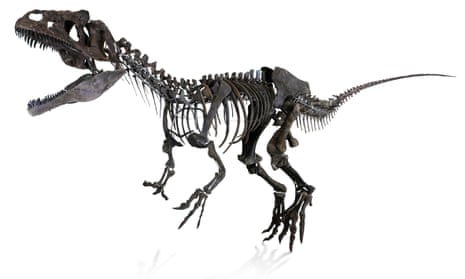 Rare Dinosaur Skeleton For Sale Along With A Chance To Name Species Dinosaurs The Guardian Rare Dinosaur Skeleton For Sale Along With A Chance To Name Species Dinosaurs The Guardian