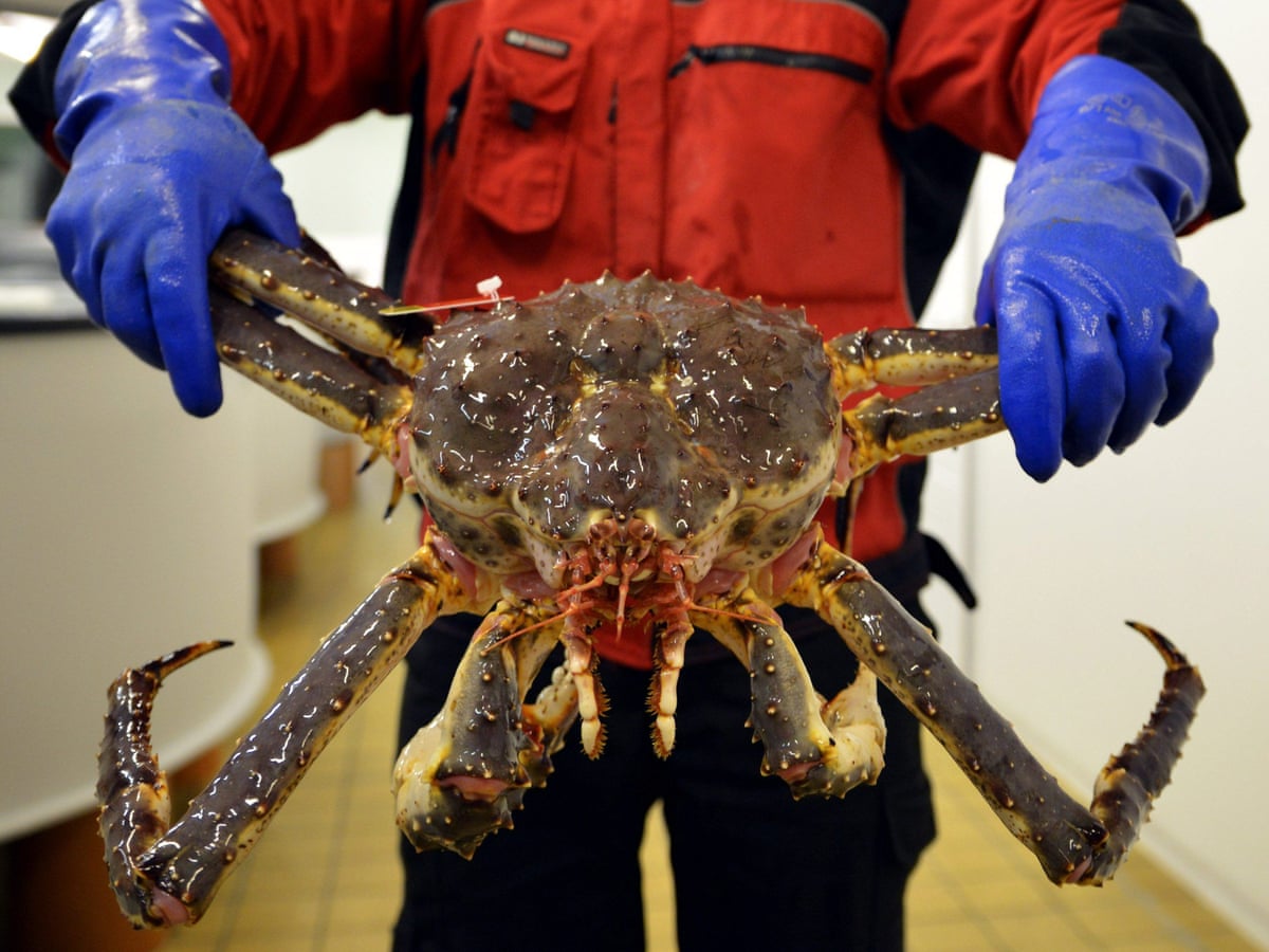 Best Tips For Catching Alaska King Crab Fishing Hacking Skill