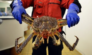An employee from Norway King Crab displays a huge specimen.