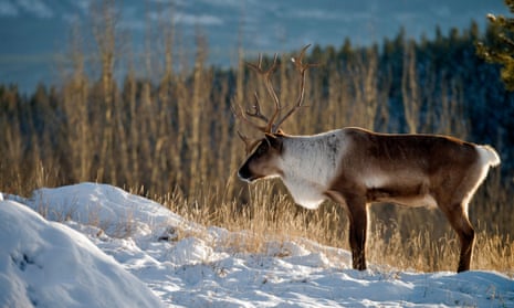 Mountain caribou can weight up to 600lbs. Biologist Mark Hebblewhite of the University of Montana said of the South Selkirk herd: ‘They were besieged for decades.’