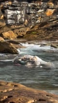 «Σχεδόν φαίνεται ψεύτικο»: δύο παραλίες του Σίδνεϊ έκλεισαν μετά το ξέβγαλμα κουφώματος φάλαινας