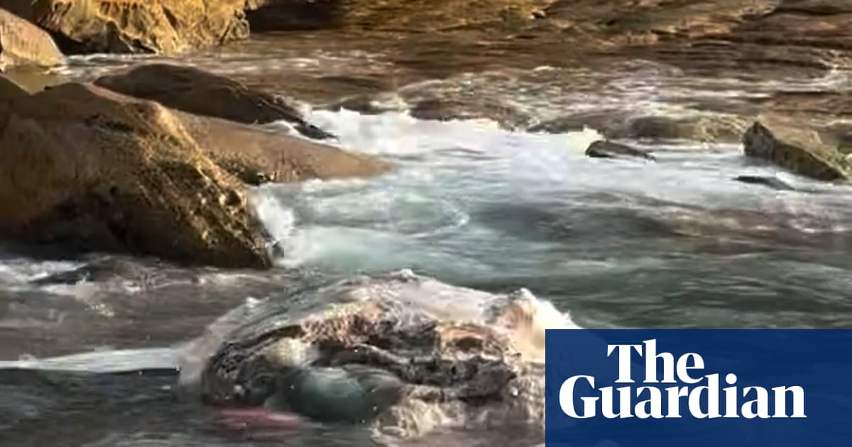 Whale found in Sydney bay