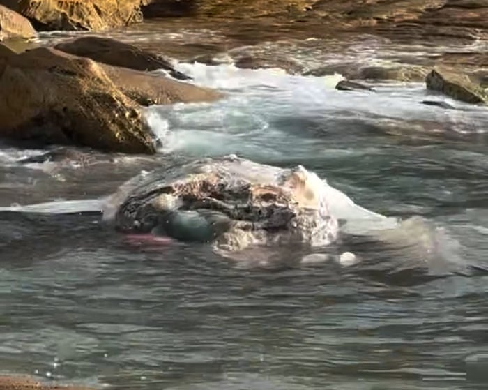 Image accompanying the story: Whale carcass closes Maroubra and Coogee beaches in Sydney – video