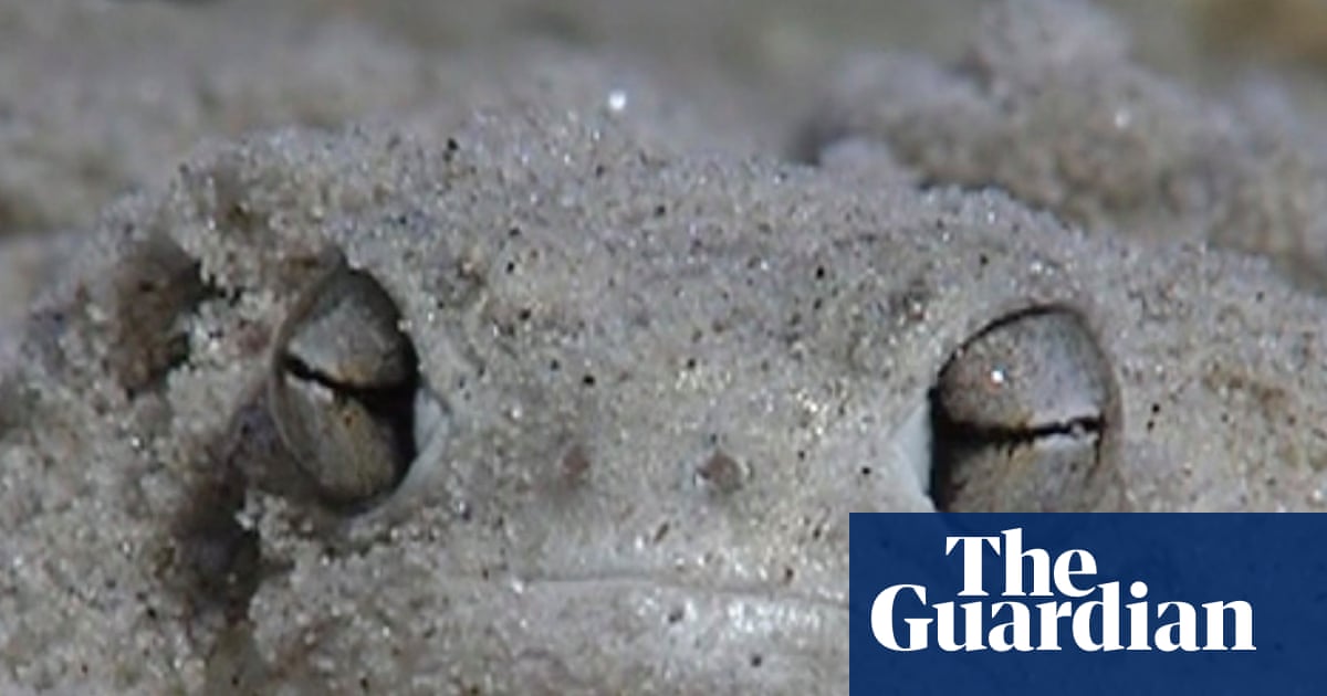 Shovels for feet and blotting paper skin: the ‘little fat froggy’ facing a fight for survival