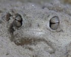 Desert Rain Frog Listed as Vulnerable by IUCN