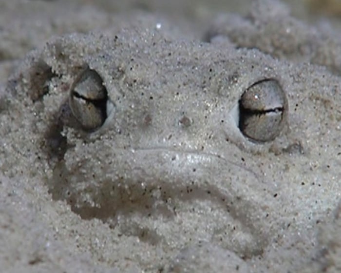 Shovels for feet and blotting paper skin: the ‘little fat froggy’ facing a fight for survival