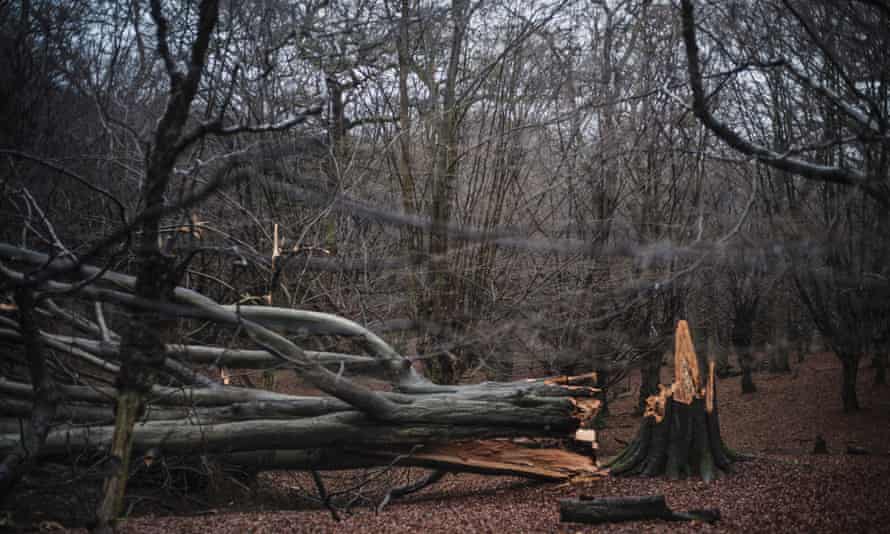 This fallen beech tree is now part of the woodland floor in Gernon Bushes nature reserve