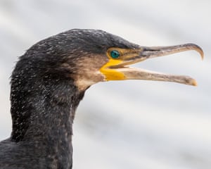 Scarborough, UK ‘A cormorant basking in the morning sun.’