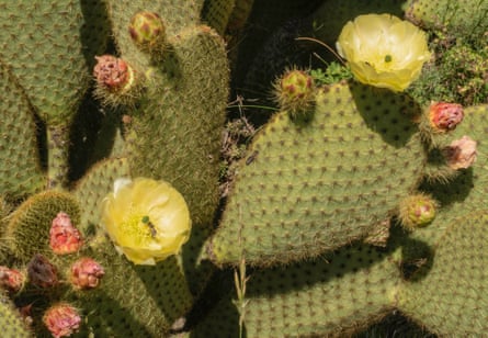 In Sion, estimates suggest Opuntia plants make up 23-30% of the low vegetation cover.