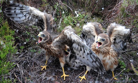 One-month-old hen harrier chicks in northern England.