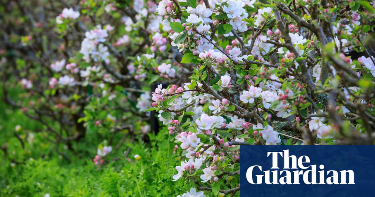 UK genetics project looks for lost apple varieties to protect fruit in climate crisis | Genetics | The Guardian