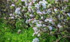 UK genetics project looks for lost apple varieties to protect fruit in climate crisis