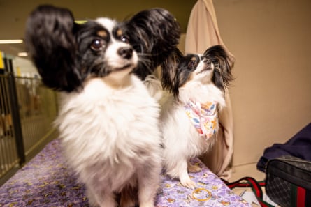 Two papillon dogs