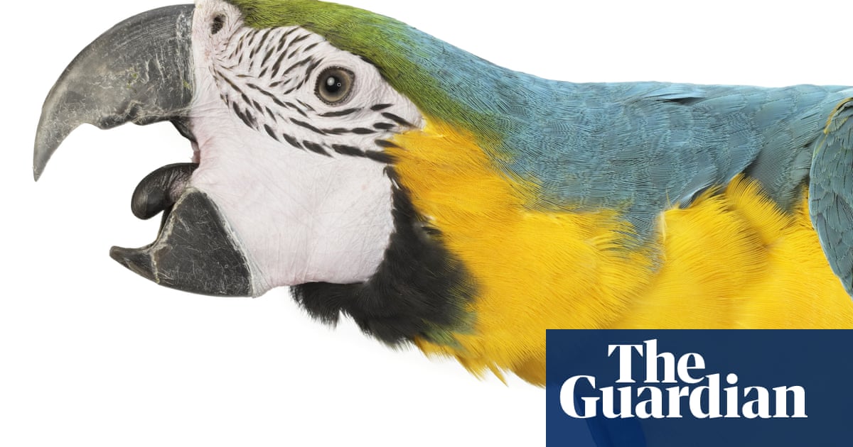 The parrot problem: why Zoom calls are forcing people to abandon their pets