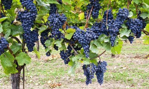 Uma videira carregada de frutos