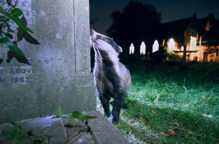 A badger in a graveyard, south London.