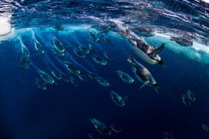 Emperor penguins diving in the Ross Sea, Antarctica