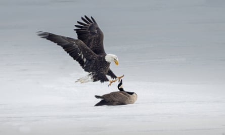 a bald eagle attacking a Canada goose on ice