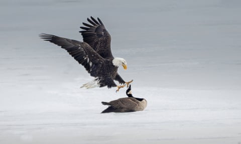 a bald eagle attacking a Canada goose on ice