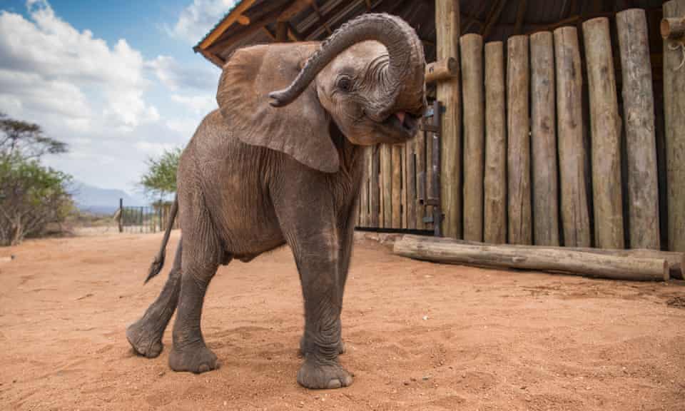 A rescued elephant called Bawa at Reteti Elephant Sanctuary