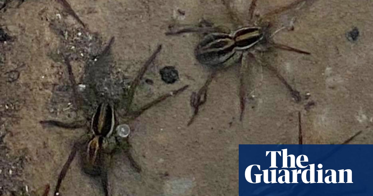 ‘Horrific’: swarms of spiders flee into homes – and up legs – to escape NSW floods