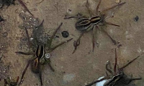 Spiders crawling along a tin shed in Macksville, NSW, to escape floods