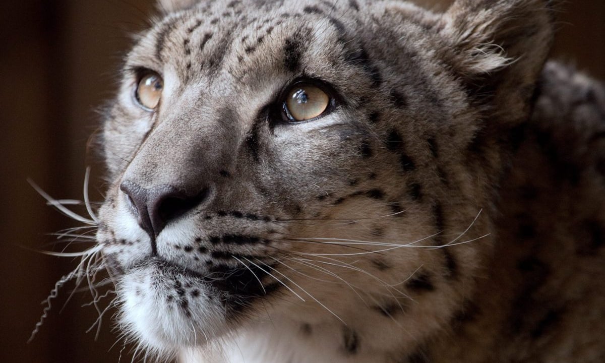 Snow Leopard Shot Dead In West Midlands After Escaping Zoo